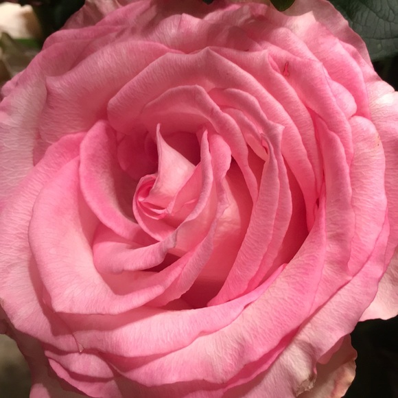 Meet your Posher, Lena - Picture 1 of 1